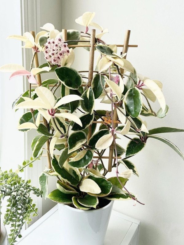 Hoya Carnosa 'Krimson Queen' indoor plant in 12 cm pot