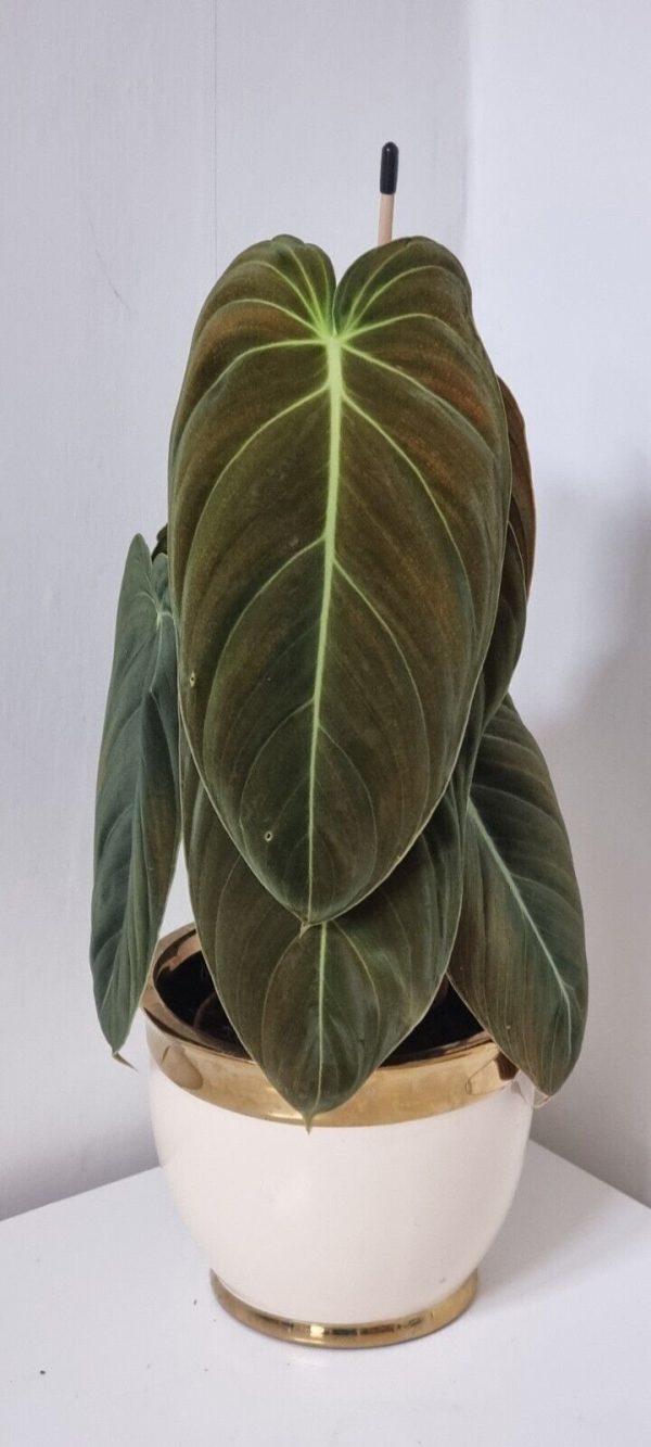 arge Philodendron Melanochrysum Plant 50-60 cm tall