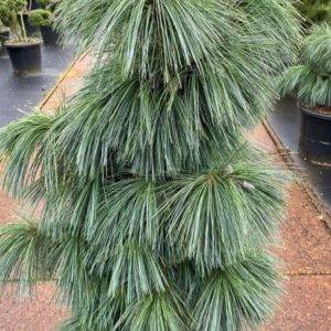 Pinus x schwerinii 'Wiethorst Evegreen Conifer In 3 Litre Pot