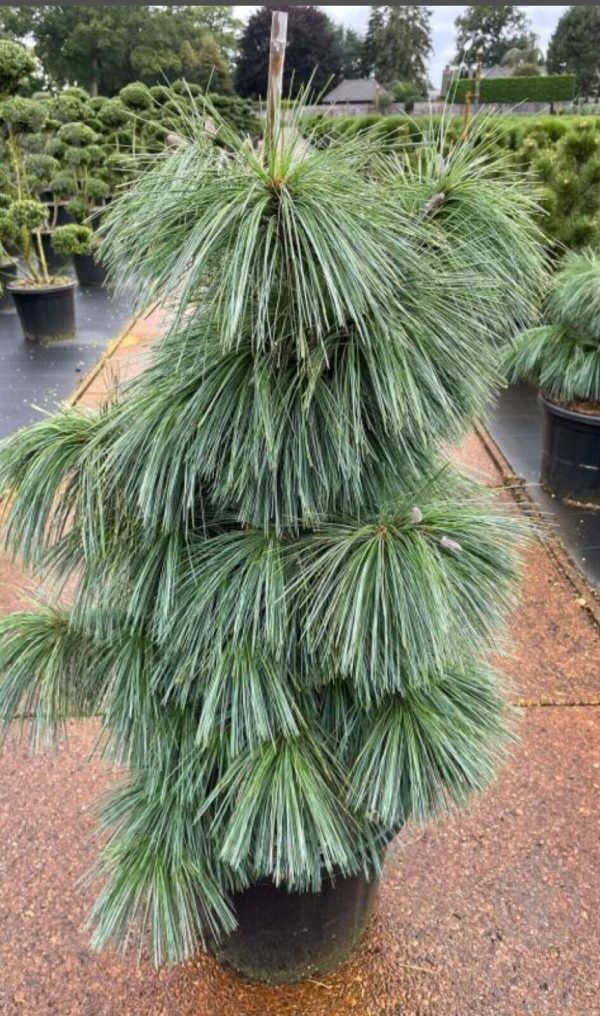 Pinus x schwerinii 'Wiethorst Evegreen Conifer In 3 Litre Pot